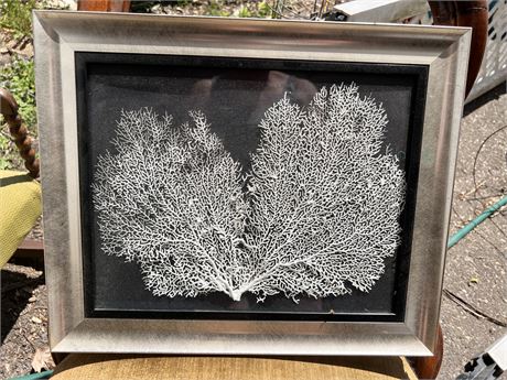 Framed Art Coral @ 11x14