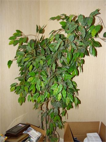 Fiscus Tree and Boxes of Photo Frames Living Room