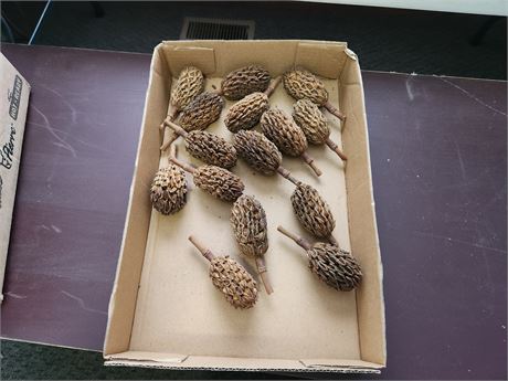 Weird pine cones