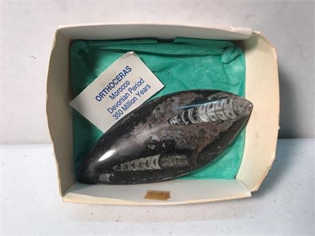 Orthoceras