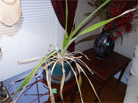 Plant