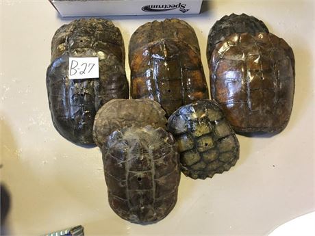 Turtle Shells