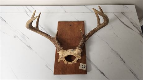 Small Antlers