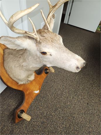Deer Head Mount On Wood With Feet