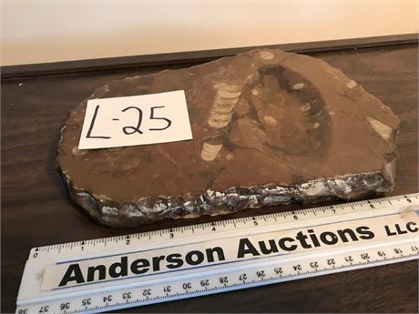 Fossil Dish