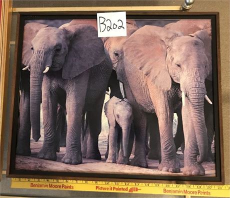 Framed Elephants