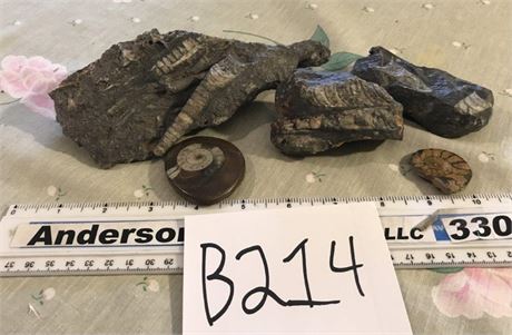 Flat of Fossils (#1)