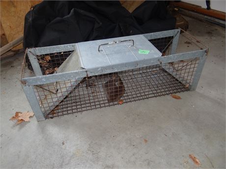 Racoon sized Live Trap