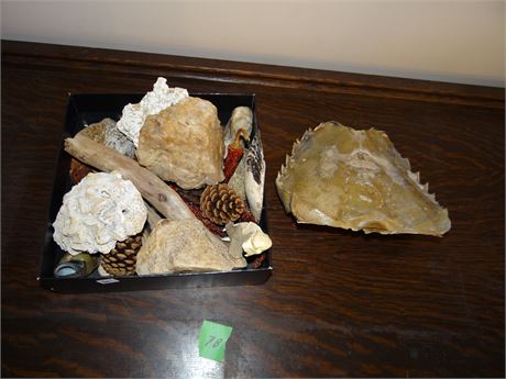 Rocks and Fossils