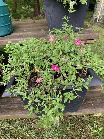 Square Shaped Faded Black Or Gray Flower Pot Planter - FLOWERS INCLUDED