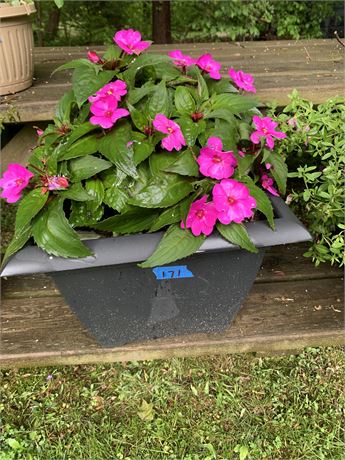 Square Shaped Faded Black Or Gray Flower Pot Planter - FLOWERS INCLUDED
