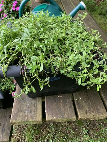 Square Shaped Faded Black Or Gray Flower Pot Planter - FLOWERS INCLUDED