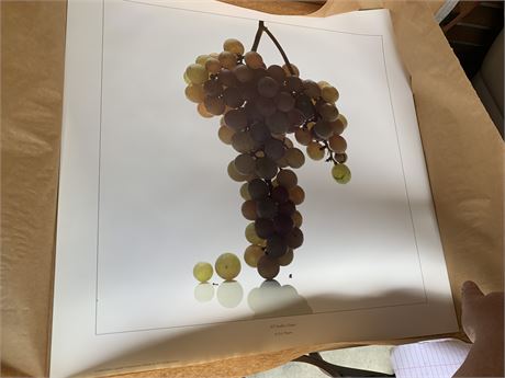 New York Seedless Grapes Wall Art Print By Artist D.A. Wagner From 2012
