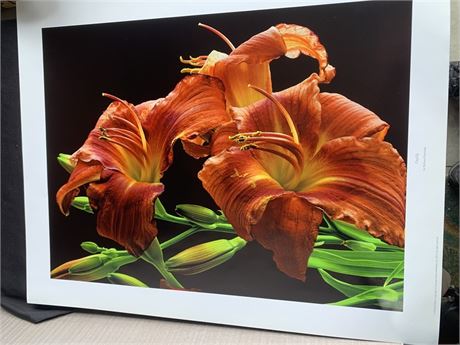 Red Day Lili Wall Art Print By Artist Richard Reynolds From 2012