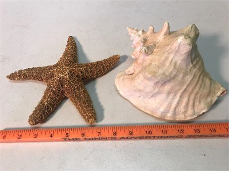 Seashell & Starfish