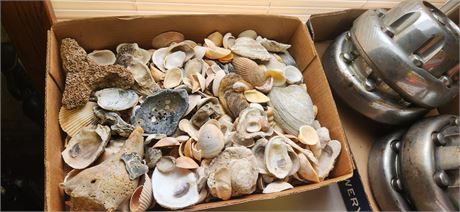Lot of seashells