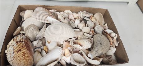 Lot Of Various Sea Shells