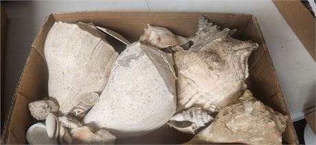 Large Sea Shells
