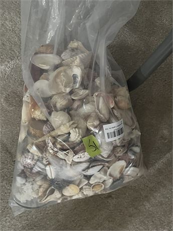 Seashells