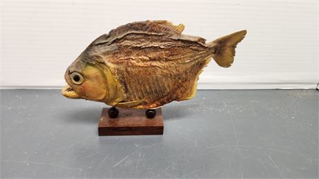 Dried Piranha On Display