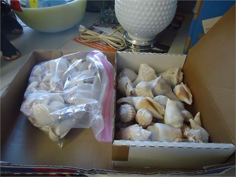 Sea Shells