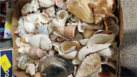 Lot Of Misc. Seashells