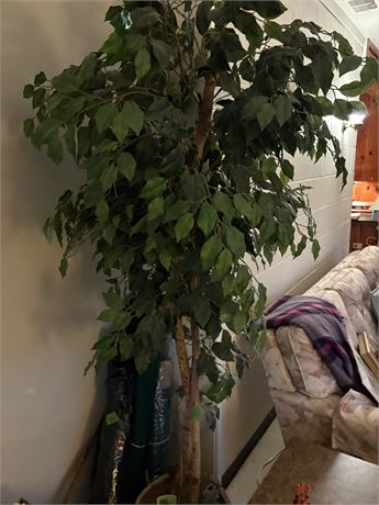 Ficus Tree