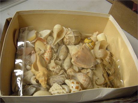 Various Seashells