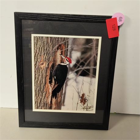 Woodpecker Picture
