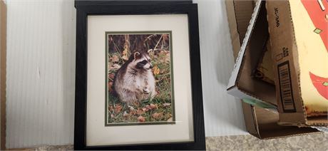 2 Raccoon Pictures