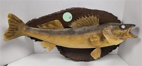 Taxidermied Walleye Fish Mounted On Wood