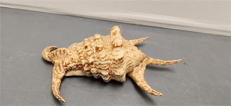 Seashell