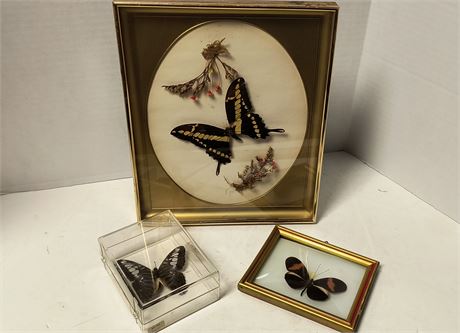 Taxidermy Butterflies