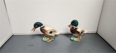 Pair of Mallard Ducks