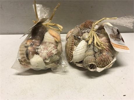 Seashells Decorative Accents