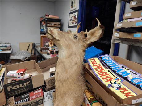 Taxidermy Deer Head