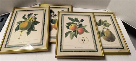 Lot Of Fruit Framed Artwork