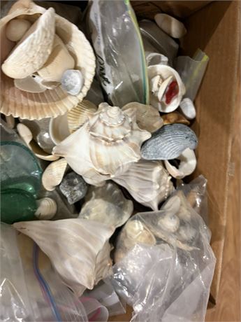 Seashells