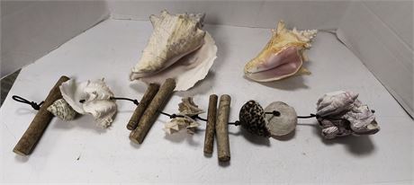 Large Seashells & Seashell Decoration