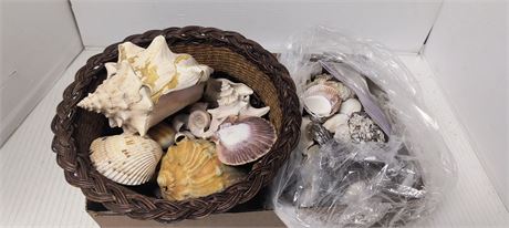 Lot Of Various Seashells