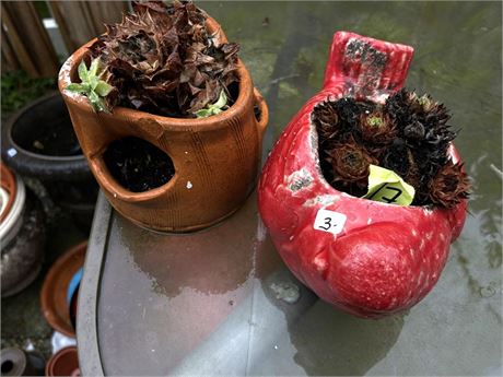 Flower Pots with Hens and Chickens Plants