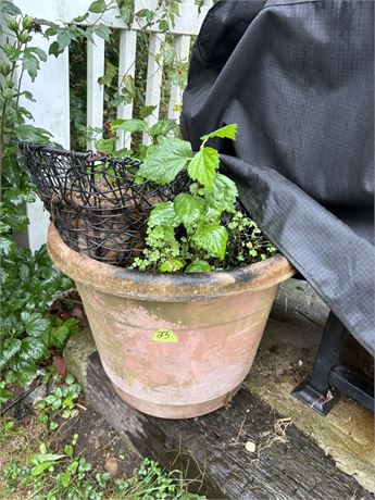 Flower Pot and Plant