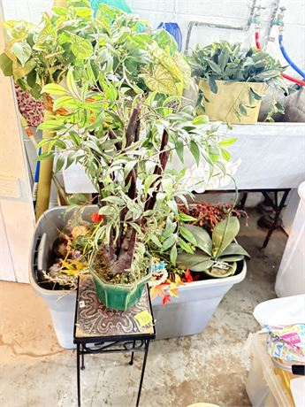 Silk Flowers and Plants