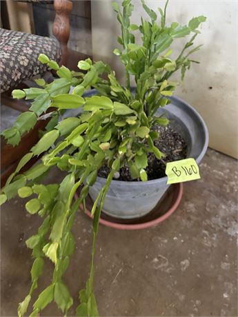 Plant