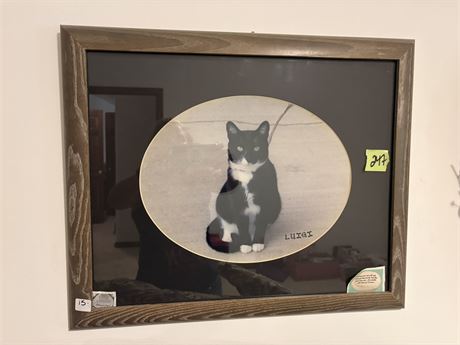 Cat Photo