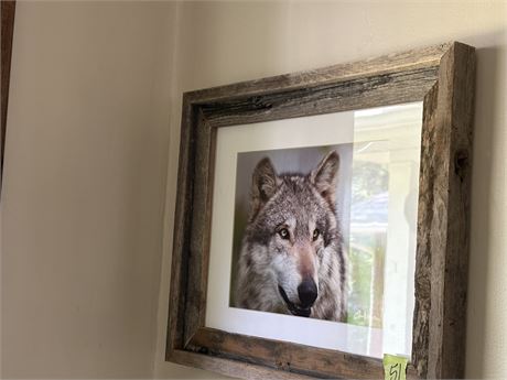 Wolf Photograph