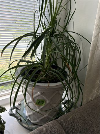 Plant