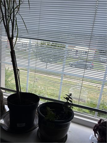 Plants