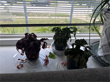 Plants